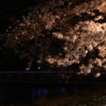 嵐山渡月橋_夜桜