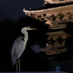 東寺光跡夜景