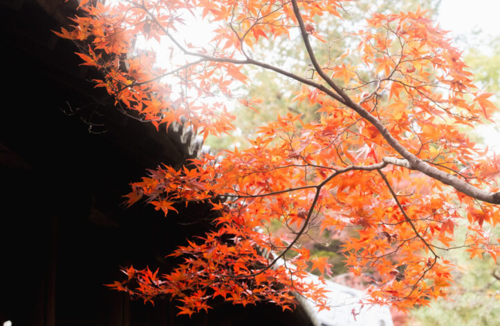 東福寺の紅葉